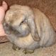 Holland Lop Rabbits for sale in Lennon, MI 48449, USA. price: NA