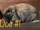 Holland Lop Rabbits for sale in New Carlisle, OH 45344, USA. price: NA