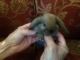 Holland Lop Rabbits for sale in North Olmsted, OH, USA. price: NA