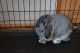 Holland Lop Rabbits for sale in Delaware, OH 43015, USA. price: NA