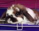 Holland Lop Rabbits for sale in Hughesville, MD, USA. price: NA