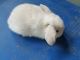Holland Lop Rabbits for sale in Powder Springs, GA, USA. price: NA