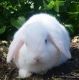 Holland Lop Rabbits for sale in Oroville, CA, USA. price: NA
