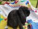 Holland Lop Rabbits for sale in Floral City, FL 34436, USA. price: NA