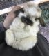Holland Lop Rabbits for sale in Lancaster, SC 29720, USA. price: NA