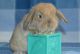 Holland Lop Rabbits for sale in Warsaw, NY 14569, USA. price: NA