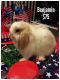 Holland Lop Rabbits for sale in Artesia, CA, USA. price: NA