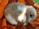 Holland Lop Rabbits for sale in Floral City, FL 34436, USA. price: NA