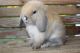 Holland Lop Rabbits for sale in Boonville, NC 27011, USA. price: NA