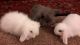 Holland Lop Rabbits for sale in Lynbrook, NY 11563, USA. price: $15