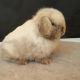 Holland Lop Rabbits for sale in Los Angeles, CA, USA. price: $200