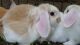 Holland Lop Rabbits for sale in Youngsville, NC 27596, USA. price: NA