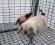 Holland Lop Rabbits for sale in 40 Pruitt Rd, Alpharetta, GA 30004, USA. price: NA
