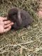 Holland Lop Rabbits for sale in Scottsville, NY 14546, USA. price: NA