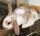 Holland Lop Rabbits for sale in Alvin, TX, USA. price: NA