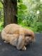Holland Lop Rabbits for sale in Lakeland, FL, USA. price: NA