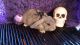 Holland Lop Rabbits for sale in Gaston County, NC, USA. price: NA