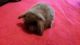 Holland Lop Rabbits for sale in Lynbrook, NY 11563, USA. price: $40
