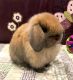 Holland Lop Rabbits for sale in Pine Beach, NJ 08741, USA. price: $100
