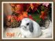 Holland Lop Rabbits for sale in Torrance, CA 90505, USA. price: NA