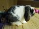 Holland Lop Rabbits for sale in Clear Brook, VA 22624, USA. price: NA