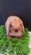 Holland Lop Rabbits for sale in Los Angeles, CA, USA. price: $200