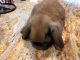 Holland Lop Rabbits for sale in New Vienna, OH 45159, USA. price: NA
