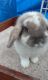 Holland Lop Rabbits for sale in Dade City, FL, USA. price: NA