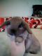 Holland Lop Rabbits for sale in Blanch, NC 27212, USA. price: NA