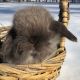 Holland Lop Rabbits for sale in New York, NY, USA. price: $75