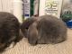 Holland Lop Rabbits for sale in Deptford Township, NJ, USA. price: NA