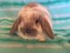 Holland Lop Rabbits for sale in Monterey, CA, USA. price: NA