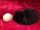Holland Lop Rabbits for sale in Peculiar, MO 64078, USA. price: NA