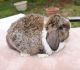 Holland Lop Rabbits for sale in Mooresville, NC 28115, USA. price: NA
