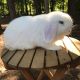 Holland Lop Rabbits for sale in Charlotte, NC, USA. price: NA