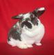 Holland Lop Rabbits for sale in Batavia, OH 45103, USA. price: NA