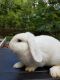 Holland Lop Rabbits for sale in Lakeland, FL, USA. price: NA