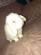 Holland Lop Rabbits for sale in New York, NY, USA. price: $125