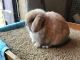 Holland Lop Rabbits for sale in 22 Bridge St, Wilbraham, MA 01095, USA. price: $125