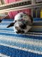 Holland Lop Rabbits for sale in Bloomington, CA, USA. price: NA