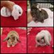 Holland Lop Rabbits for sale in Thomaston, GA 30286, USA. price: NA