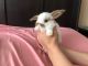 Holland Lop Rabbits for sale in Midlothian, VA 23112, USA. price: NA