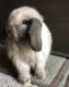 Holland Lop Rabbits for sale in Orlando, FL, USA. price: $75