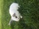 Holland Lop Rabbits for sale in Brooklyn, NY, USA. price: $200