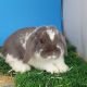 Holland Lop Rabbits for sale in Riverside, CA 92503, USA. price: NA