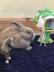 Holland Lop Rabbits for sale in Orlando, FL, USA. price: $55
