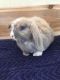 Holland Lop Rabbits for sale in Orlando, FL, USA. price: $50