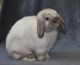 Holland Lop Rabbits for sale in Oberlin, OH 44074, USA. price: NA