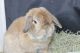 Holland Lop Rabbits for sale in Riverside, CA 92503, USA. price: NA