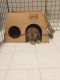 Holland Lop Rabbits for sale in Cleveland, OH, USA. price: NA